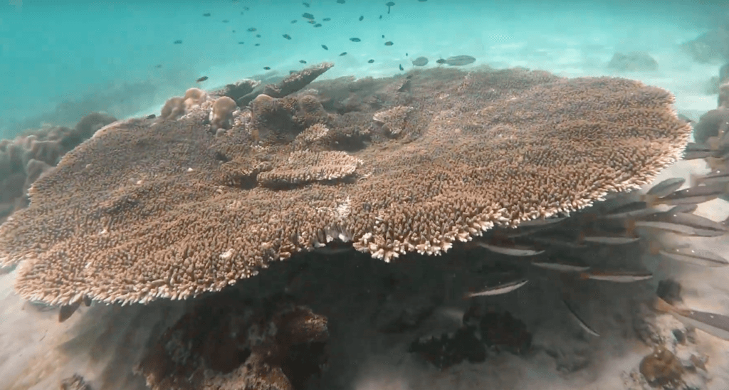 beautiful corals near Koh Kradan island