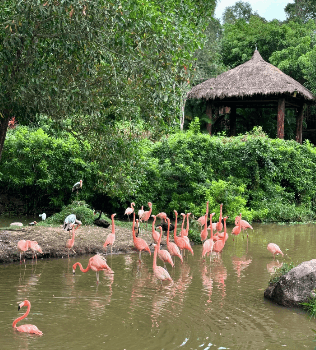 spotted them in Vinpearl Safari phu quoc